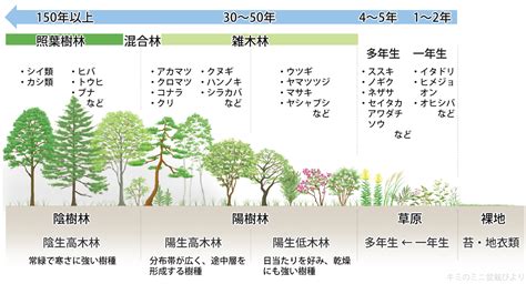 陽樹 陰樹 一覧